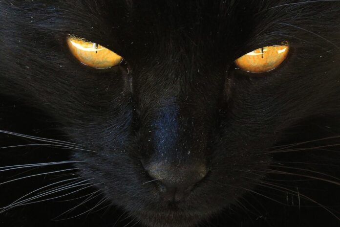 Pourquoi les chats noirs sont-ils considérés comme des porte-malheur ? La vérité va vous surprendre !