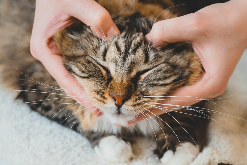 Personne massant doucement la tête d'un chat relaxé