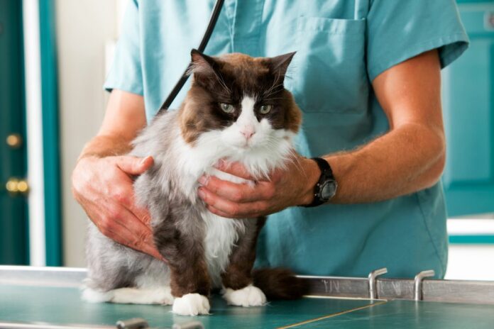 Soins vétérinaires pour chats : quels sont les tarifs à prévoir ?