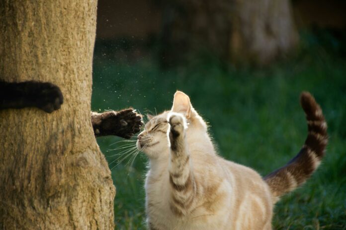 Les Bienfaits des Croquettes Riches en Protéines pour les Chats Actifs